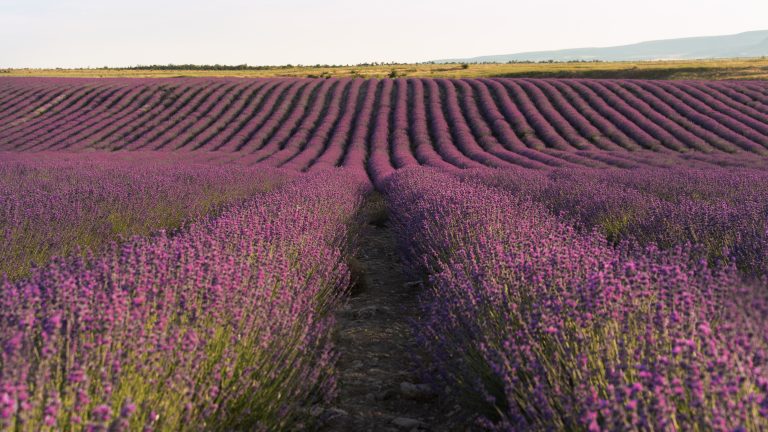 Hermoso fondo de campo de lavanda